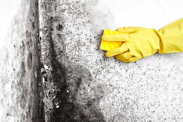 Best Commercial Mold Removal  in West Blocton, AL