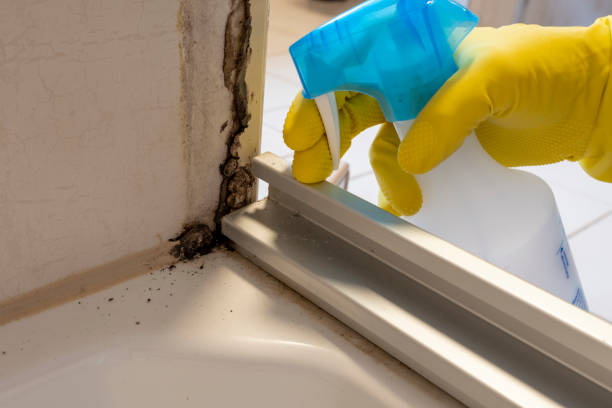 Best Mold Cleaning Services  in West Blocton, AL