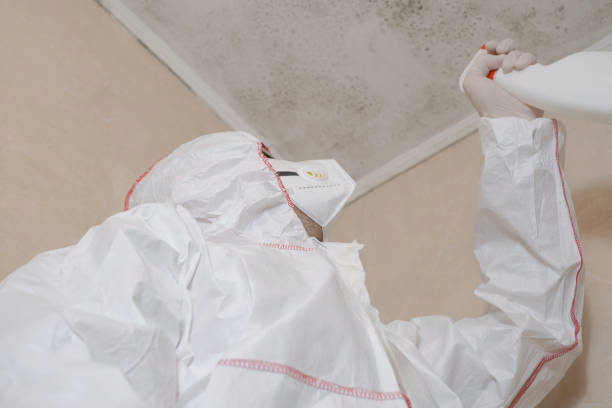 Best Black Mold Removal  in West Blocton, AL