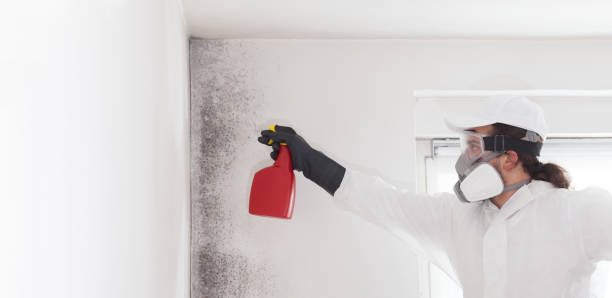 Best Fast Mold Removal  in West Blocton, AL