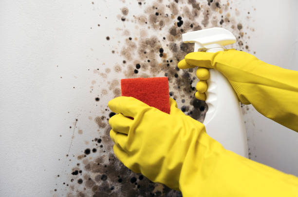 Best Certified Mold Removal  in West Blocton, AL