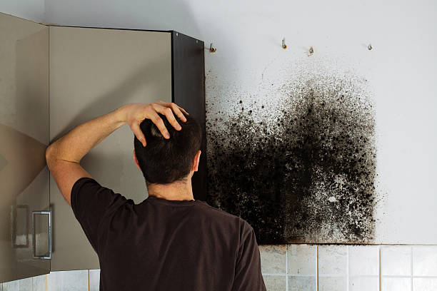 Best Mold Removal Specialists  in West Blocton, AL