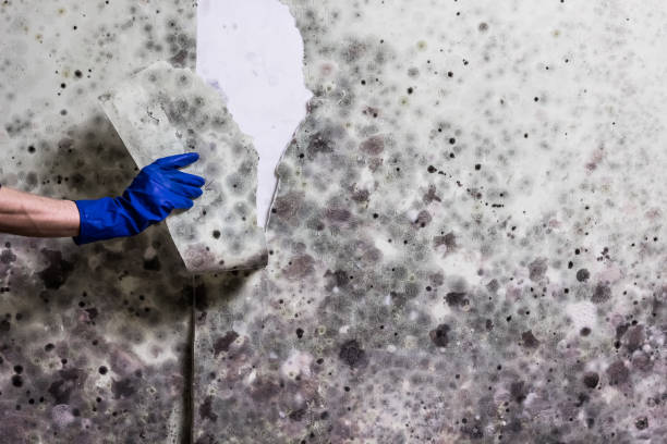 Best Mold Cleaning Services  in West Blocton, AL