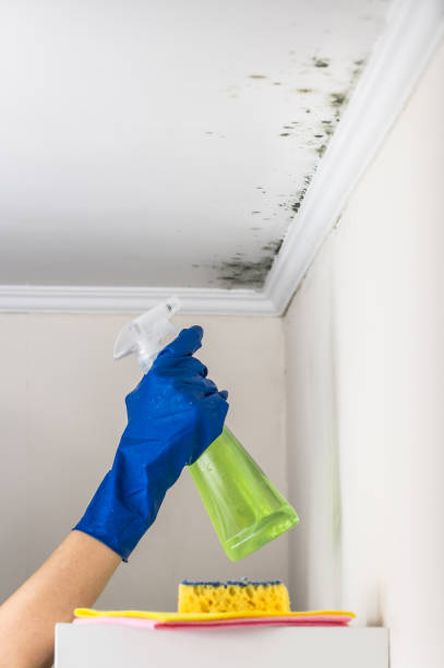 Best Crawl Space Mold Removal  in West Blocton, AL