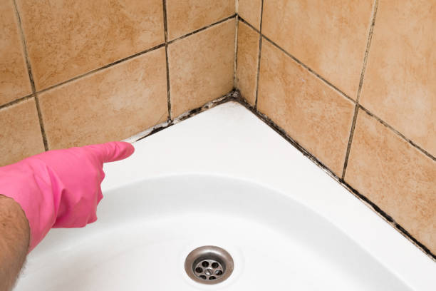 Mold Testing and Removal in West Blocton, AL