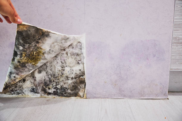 Best Mold Testing and Removal  in West Blocton, AL